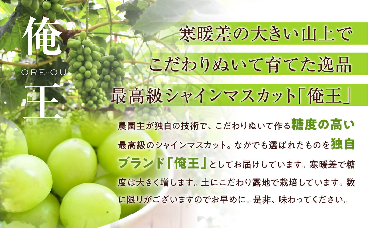 【2025年発送】山上で育てた最高級シャインマスカット「俺王」2房入り（令和７年１０月初旬～１０月下旬発送予定）【 フルーツ 俺王 シャインマスカット 岡山県産 晴れの国おかやま 】