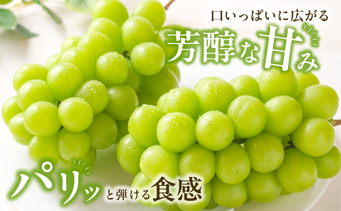 【2026年発送分　先行受付開始！】びぜん葡萄「シャインマスカット」（露地栽培）1房入（令和8年9月上旬～10月下旬頃発送）【 岡山県備前市産 シャインマスカット 露地栽培 1房 約600ｇ前後 樹上完熟 】