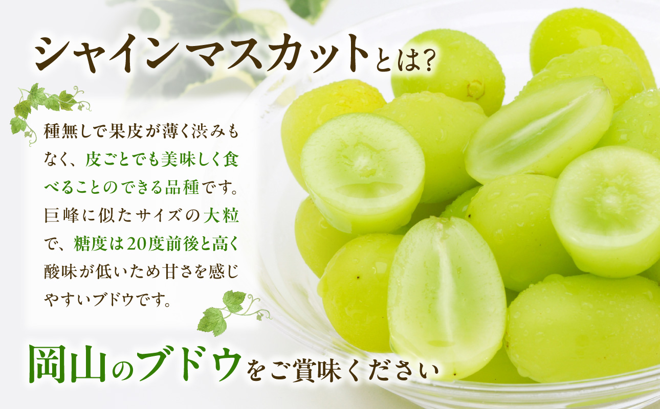 【2026年発送分　先行受付開始！】びぜん葡萄「シャインマスカット」（露地栽培）1房入（令和8年9月上旬～10月下旬頃発送）【 岡山県備前市産 シャインマスカット 露地栽培 1房 約600ｇ前後 樹上完熟 】