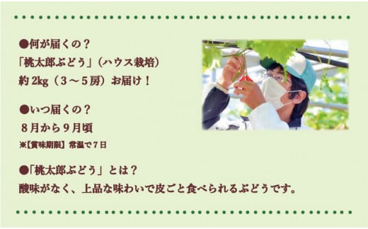 【2024年発送】岡山県備前市産　樹上完熟「桃太郎ぶどう」（ハウス栽培）約2kg