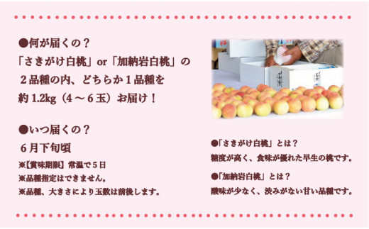【2024年発送】岡山県備前市産　樹上完熟白桃　「さきがけ・加納岩白桃のうち1品種」約1.2kg（4～6玉入）