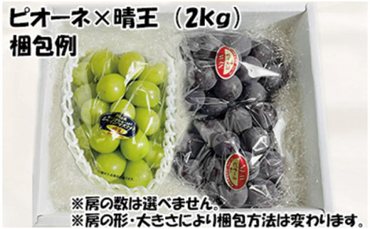 【令和７年発送分】岡山県産 シャインマスカット晴王×ニューピオーネ 2種2kg（令和7年8月から10月発送）【 岡山県産 シャインマスカット ニューピオーネ 高品質ぶどう 晴王 晴れの国おかやま 】