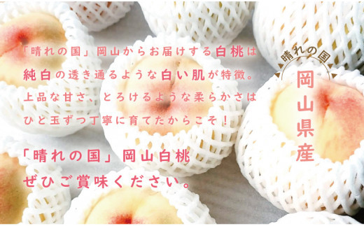 【2025年発送分 先行受付スタート！】岡山県産 白桃 約4kg 8～15玉（令和７年7月以降発送）