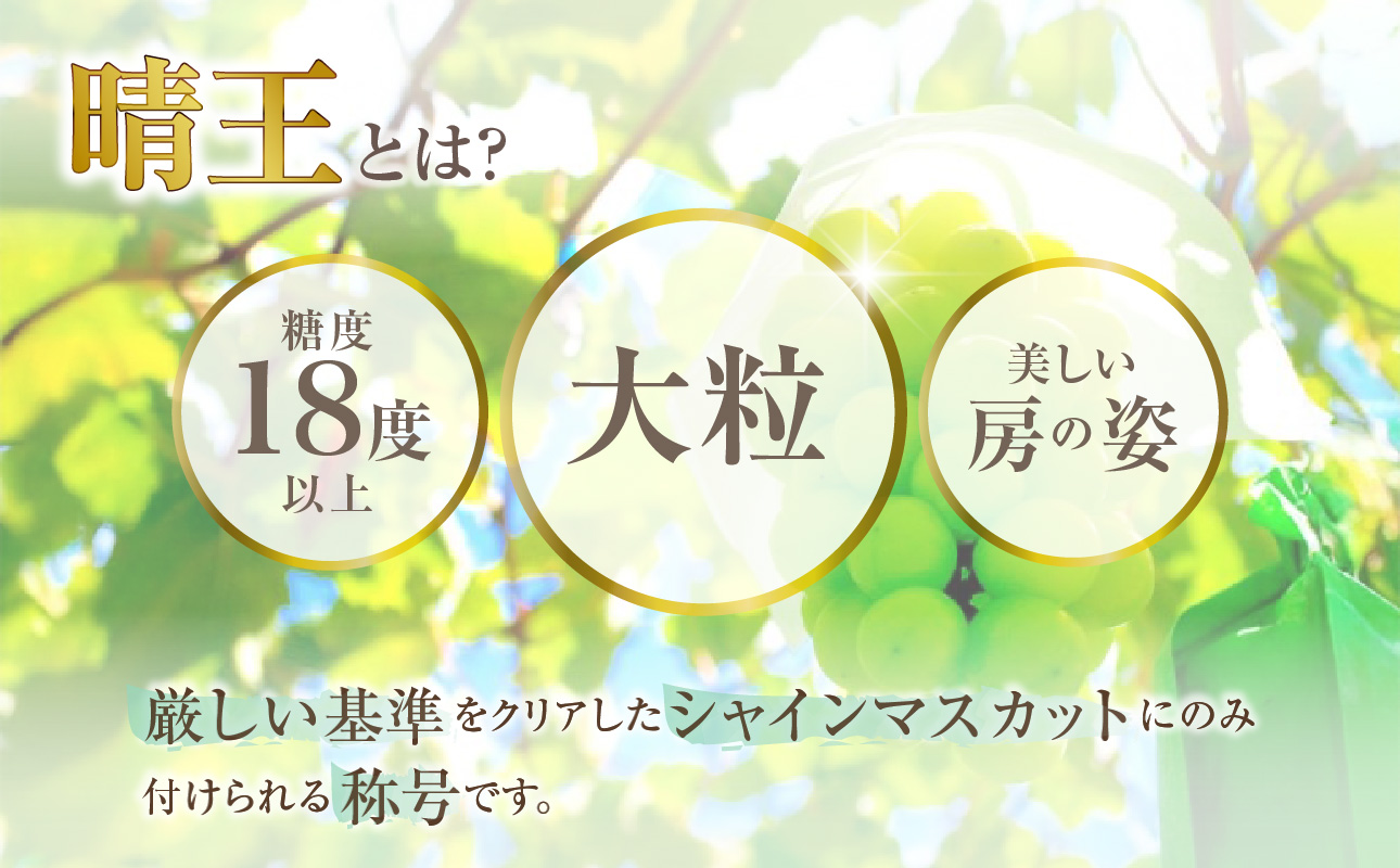 【2026年発送分 先行受付スタート！】岡山県産シャインマスカット「晴王」秀品　約1.5kg（2房）（令和8年8月中旬～11月中旬頃発送）【 シャインマスカット 晴王 フルーツ 果物 くだもの 葡萄 ぶどう 御中元 ギフト プレゼント 御祝 岡山県産 秀品 種無し 高糖度 】hz-s