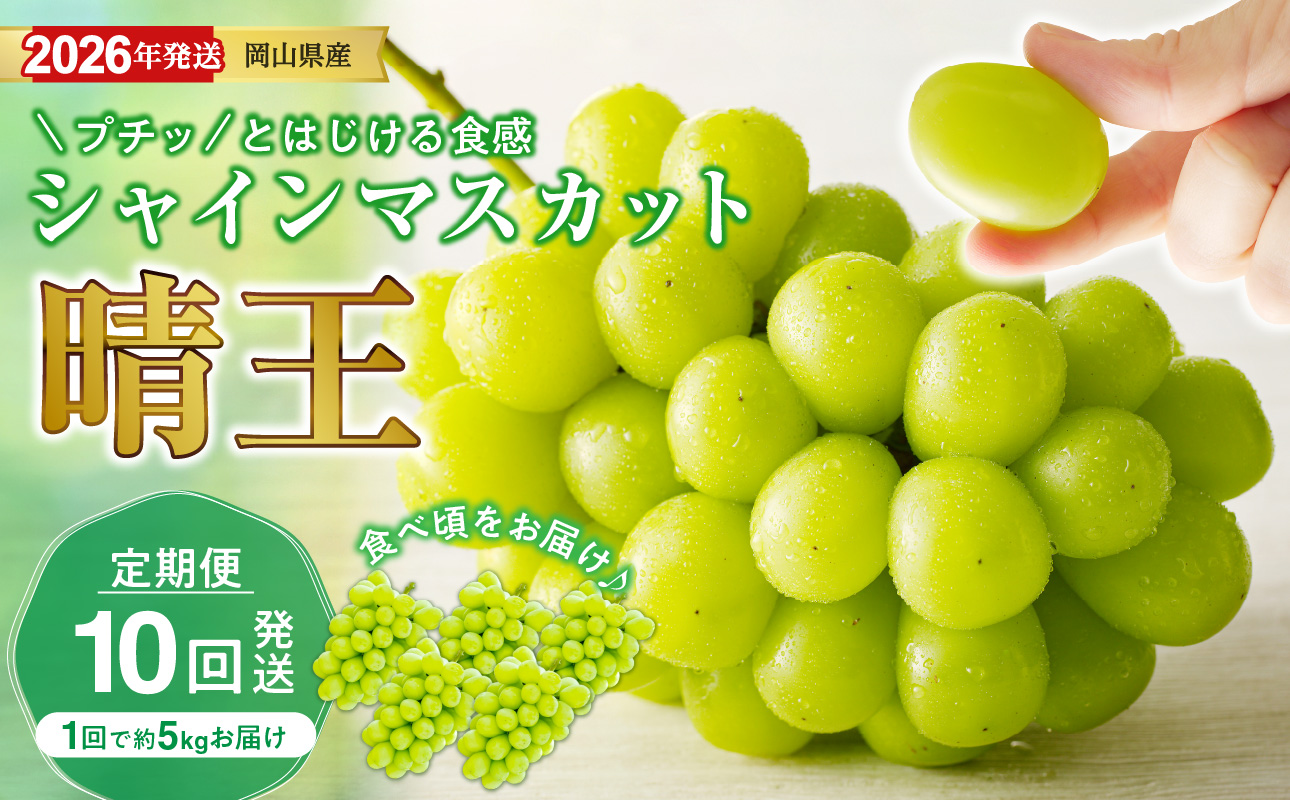 【2026年発送分 先行受付スタート！】【定期便】岡山県産シャインマスカット「晴王」　秀品　大房（約5kg・5～9房目安）×10回発送（令和８年7月以降発送）【 シャインマスカット 晴王 フルーツ 果物 くだもの 葡萄 ぶどう 岡山県産 秀品 大房 種無し 高糖度 】