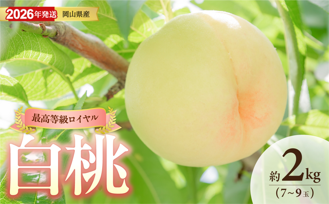 【2026年発送】岡山県産白桃（ロイヤル） 約2kg（令和8年6月中旬～8月上旬発送）【白桃 もも フルーツ モモ ロイヤル 糖度最上級 岡山県産 くだもの王国岡山 】