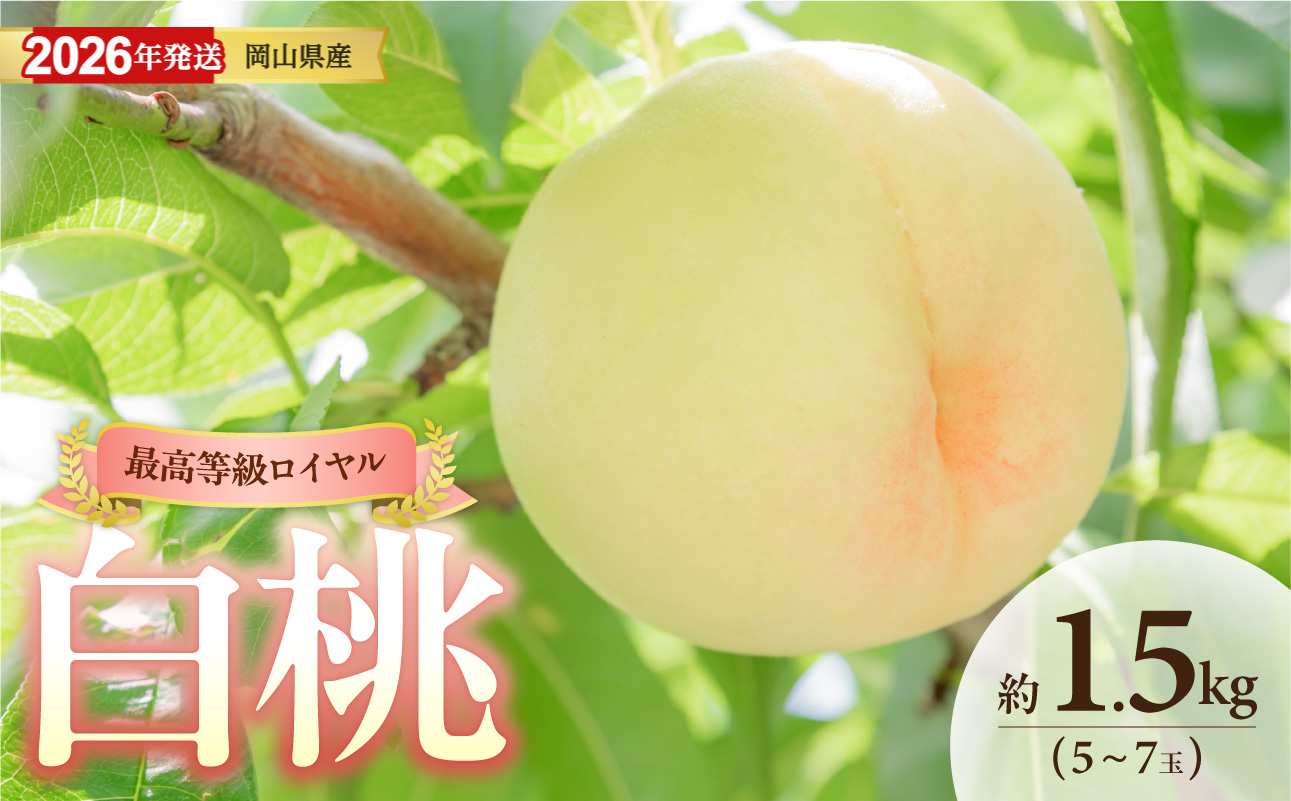 【2026年発送】岡山県産白桃（ロイヤル）約1.5kg（令和8年6月中旬～8月上旬発送）【白桃 もも フルーツ モモ ロイヤル 糖度最上級 岡山県産 くだもの王国岡山 】