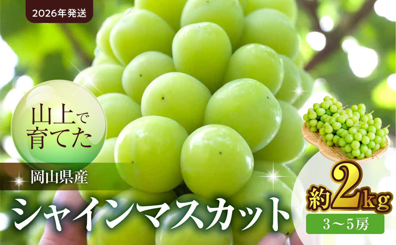 【2026年発送】山上で育てたシャインマスカット 約2kg（9月下旬～10月下旬頃発送）【フルーツ シャインマスカット 岡山県産 晴れの国おかやま】