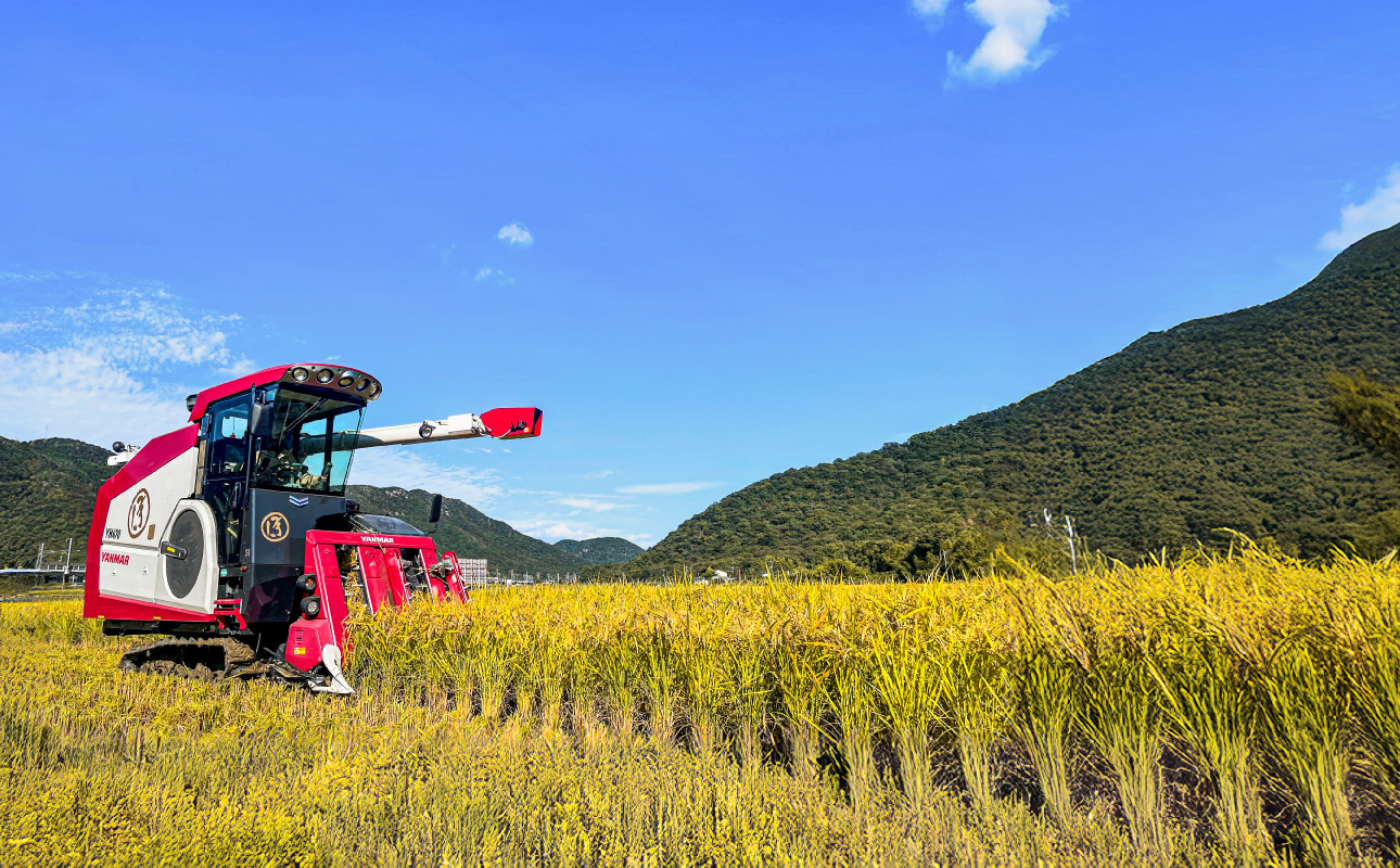 â
åçš®ããŸããïŒâ
ã什å7幎ç£ã粟米ãéŠç»ç±³(ãããšãŸã) 5kgã米粟 ç±³ ã飯 ææ¥ ã¢ã±ãã ãã¬ãããã