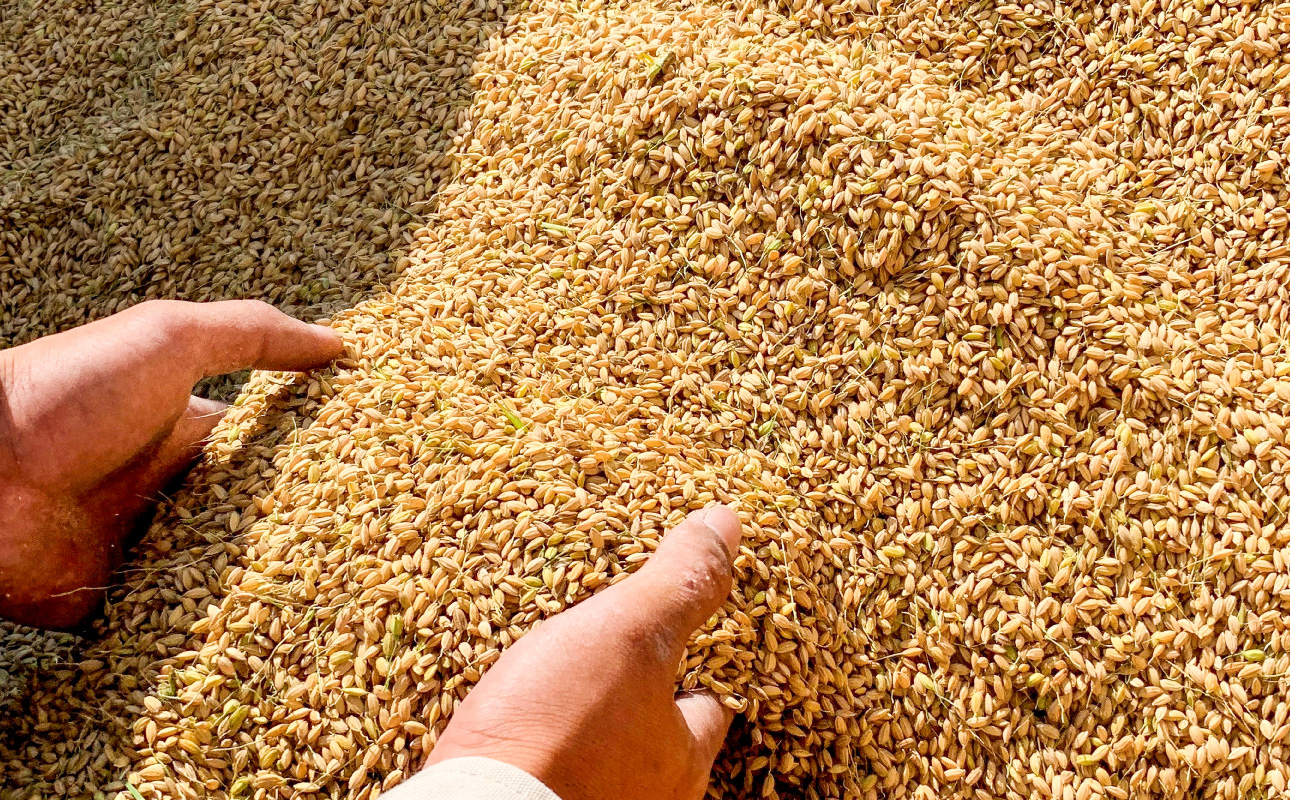 â
åçš®ããŸããïŒâ
ã什å7幎ç£ã粟米ãéŠç»ç±³(ãããšãŸã) 5kgã米粟 ç±³ ã飯 ææ¥ ã¢ã±ãã ãã¬ãããã