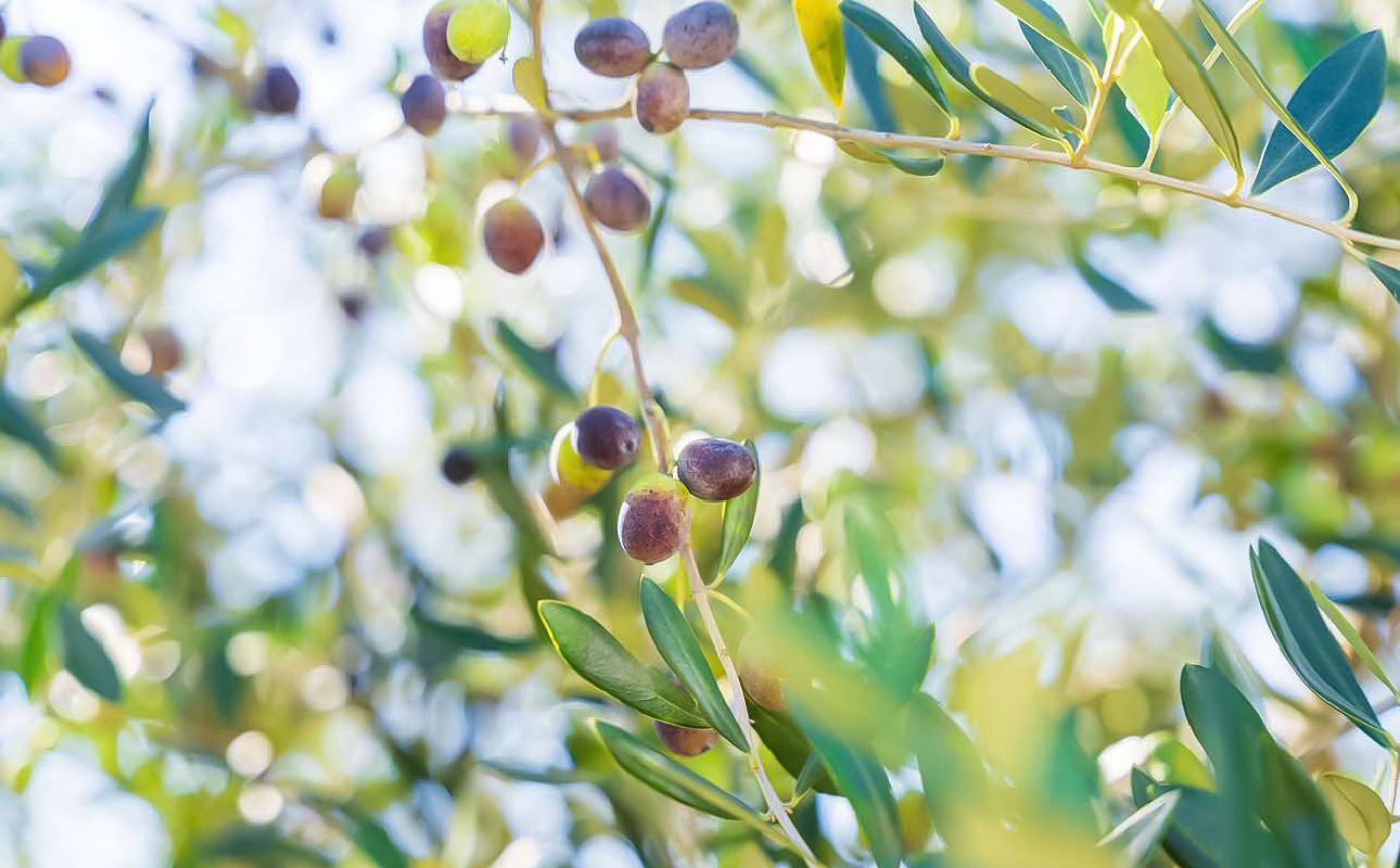 頭島エキストラバージンオリーブオイル【itonami】フラントイオ　64g【 itonami オリーブオイル フレッシュ 爽やか 上品なコク 頭島産】