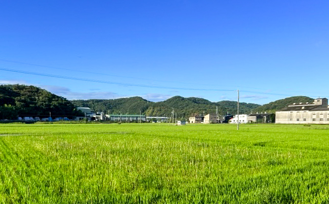 â
åçš®ããŸããïŒâ
ã什å7幎ç£ã粟米ãéŠç»ç±³(ãããšãŸã) 5kgã米粟 ç±³ ã飯 ææ¥ ã¢ã±ãã ãã¬ãããã