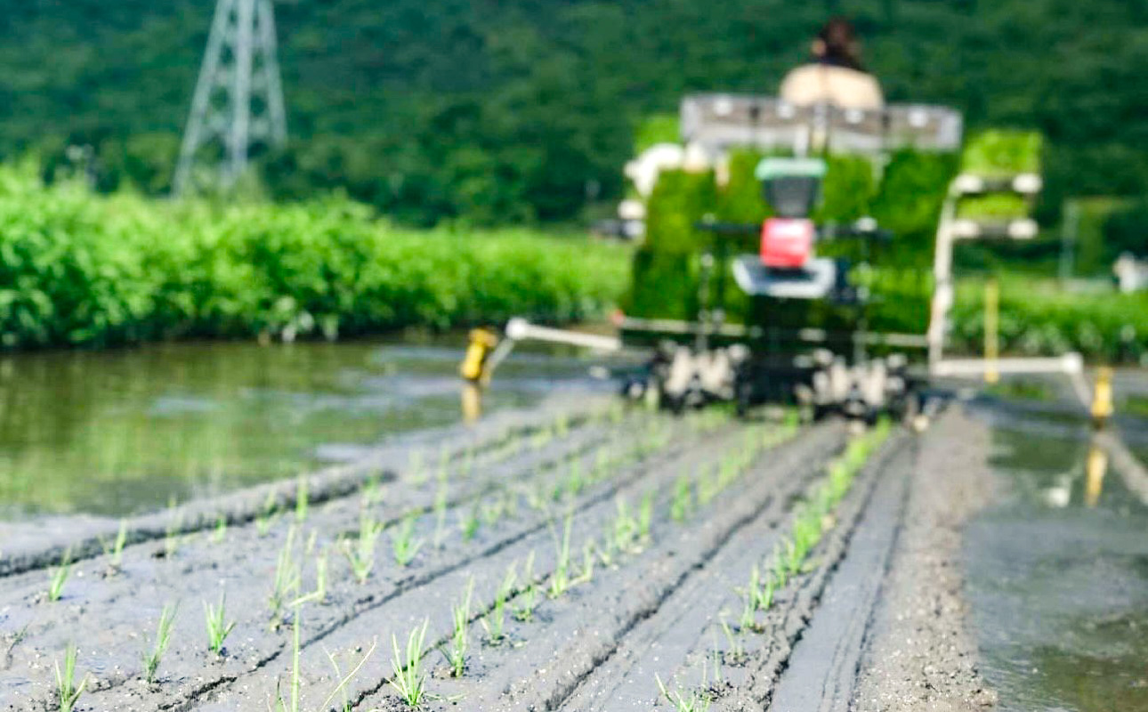 â
åçš®ããŸããïŒâ
ã什å7幎ç£ã粟米ãéŠç»ç±³(ãããšãŸã) 5kgã米粟 ç±³ ã飯 ææ¥ ã¢ã±ãã ãã¬ãããã