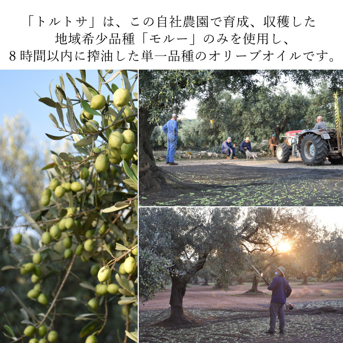 ãªãªãŒããªã€ã« ãšãã¹ãã©ããŒãžã³ ãªãªãŒã ãªã€ã« ãã«ããµ 1æ¬å
¥ç®± 10ã»ãã æ²¹ ãªãªãŒãæ²¹ é£çšæ²¹ èª¿å³æ ã»ãã ã®ãã èŽãç© 2024幎