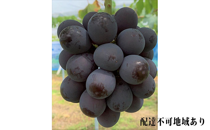 ぶどう 2026年 先行予約 ニュー ピオーネ 2房 合計1.2kg以上 ブドウ 葡萄  岡山県産 国産 フルーツ 果物 ギフト 河本農園 ニューピオーネ