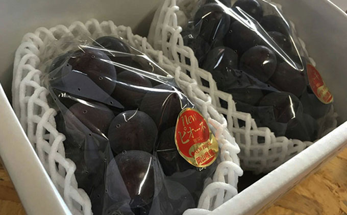 ぶどう 2026年 先行予約 ニュー ピオーネ 2房 合計1.2kg以上 ブドウ 葡萄  岡山県産 国産 フルーツ 果物 ギフト 河本農園 ニューピオーネ 