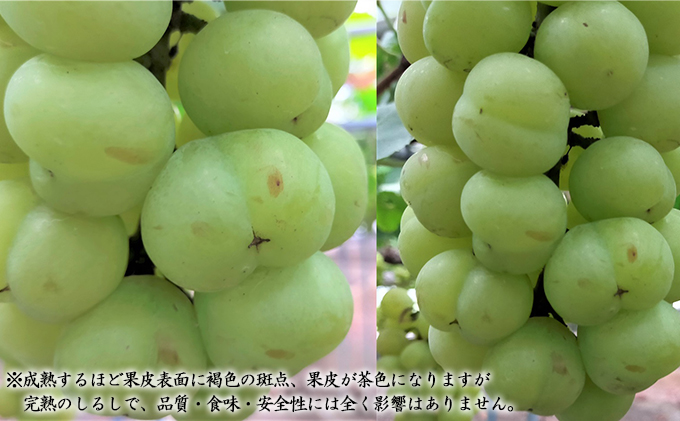 ã¶ã©ã 2026幎 å
è¡äºçŽ æ¡å€ªé ã¶ã©ã 2æ¿ïŒ1æ¿480g以äžïŒ ãã㊠è¡è 岡山çç£ åœç£ ãã«ãŒã æç© ã®ãã åç²§ç®± èŽçå