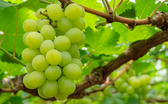 ã¶ã©ã 2026幎 å
è¡äºçŽ ãã¹ã«ãã ã»ãªãã»ã¢ã¬ããµã³ããªã¢ 1æ¿ïŒç§å以äžã730g以äžïŒåç²§ç®±å
¥ã ãã㊠è¡è 岡山çç£ åœç£ ãã«ãŒã æç© ã®ãã ãã¹ã«ãããªãã¢ã¬ããµã³ããªã¢ 730ïœ