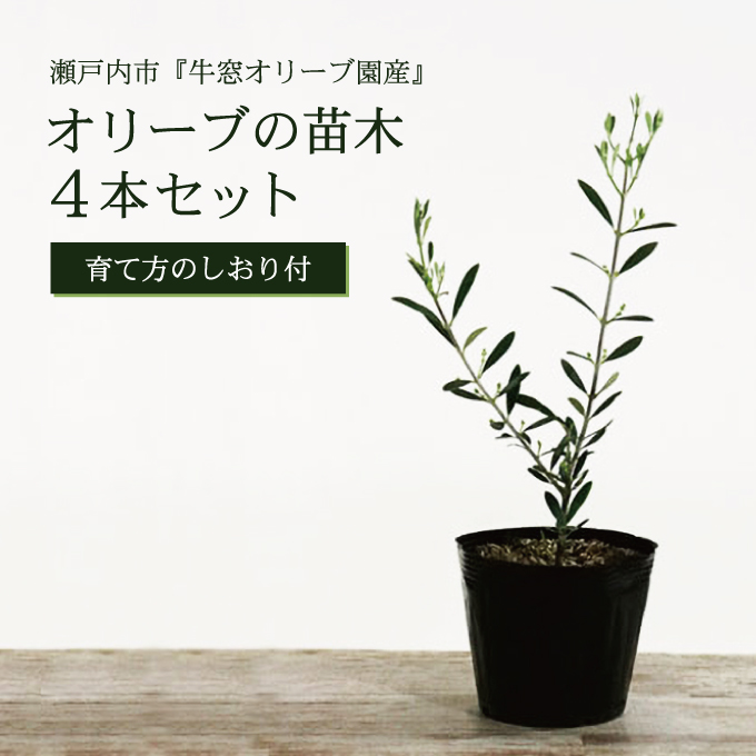 オリーブの苗木4本セット 植物