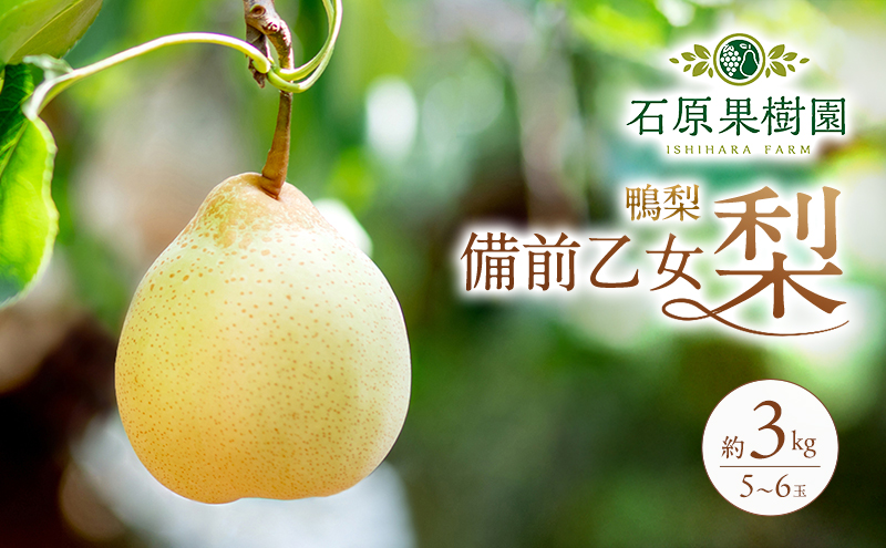 梨 2026年 先行予約 備前乙女梨（鴨梨） 5～6玉 合計約3kg【11月下旬～12月中旬頃発送】 ナシ なし 岡山県産 国産 フルーツ 果物 ギフト 石原果樹園