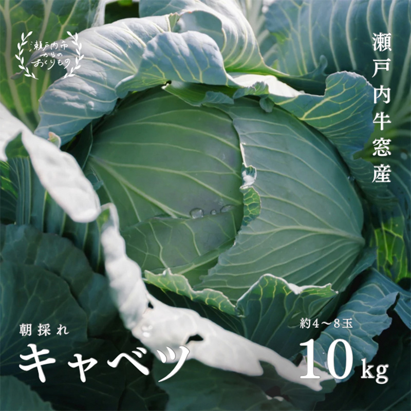 瀬戸内 牛窓産 キャベツ 約10kg（4～8玉） 野菜 岡山県産