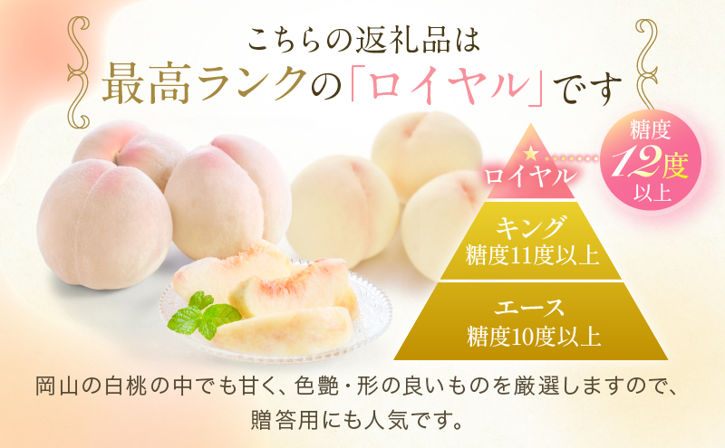 桃 2026年 先行予約 岡山 白桃 ロイヤル  約1kg 4〜6玉 JAおかやまのもも（早生種・中生種） もも モモ 岡山県産 国産 フルーツ 果物 ギフト 