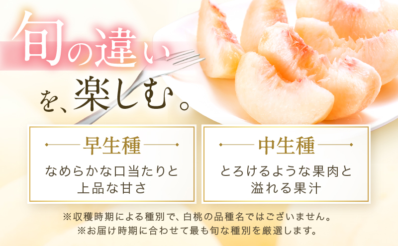 桃 2026年 先行予約 岡山 白桃 ロイヤル  約1kg 4〜6玉 JAおかやまのもも（早生種・中生種） もも モモ 岡山県産 国産 フルーツ 果物 ギフト 