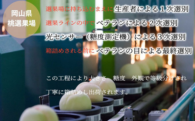 桃 2026年 先行予約 岡山 白桃 ロイヤル 5〜10玉 約1.8kg JAおかやまのもも（早生種・中生種） もも モモ 岡山県産 国産 フルーツ 果物 ギフト 