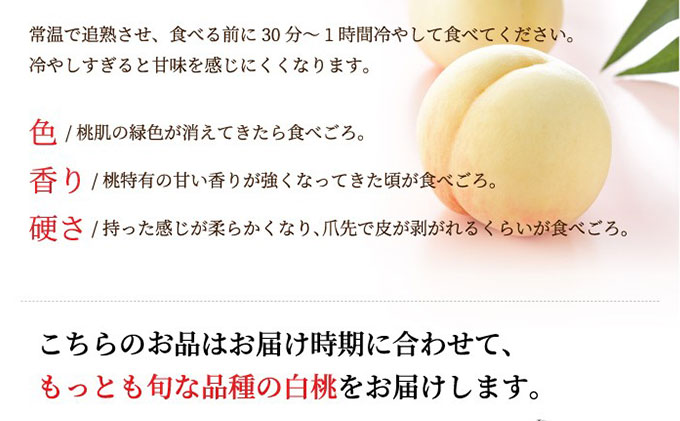 桃 2026年 先行予約 岡山 白桃 ロイヤル 4〜8玉 約1.5kg JAおかやまのもも（早生種・中生種） もも モモ 岡山県産 国産 フルーツ 果物 ギフト 