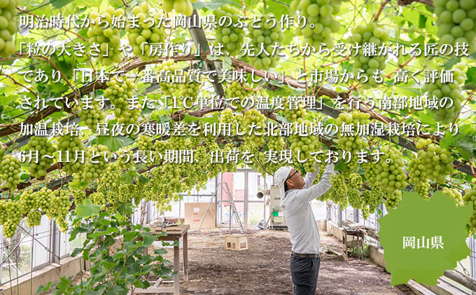 ã¶ã©ã 2026幎 å
è¡äºçŽ ã·ã£ã€ã³ ãã¹ã«ãã æŽç 5æ¿ïœ10æ¿ çŽ4kg 7æäžæ¬ïœ8æäžæ¬çºé ãã㊠è¡è 岡山çç£ åœç£ ãã«ãŒã æç© ã®ãã çš®ãªã ããã€