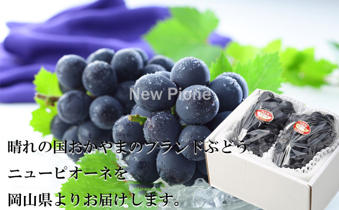ぶどう 2026年 先行予約 ニュー ピオーネ 約500g×2房 6月下旬～7月下旬発送 ブドウ 葡萄  岡山県産 国産 フルーツ 果物 ギフト 果物類 種なし デザート 食後 おやつ 産地直送 