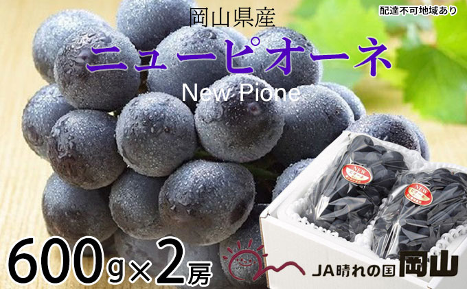 ぶどう 2026年 先行予約 ニュー ピオーネ 約600g×2房 6月下旬～7月下旬発送 ブドウ 葡萄  岡山県産 国産 フルーツ 果物 ギフト 果物類 種なし デザート 食後 おやつ 産地直送