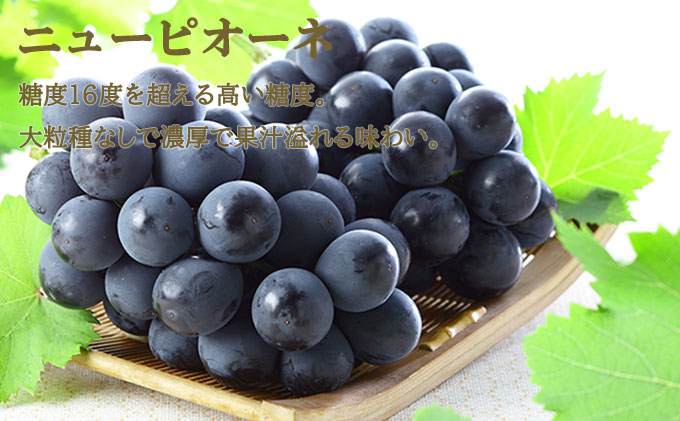 岡山白桃 エース 2玉×約300g（3Lサイズ、早生種・中生種）ニューピオーネ 1房約600g 詰合せ 岡山県産 果物類 ぶどう ブドウ 種なし もも モモ フルーツ デザート 食後 おやつ 産地直送 