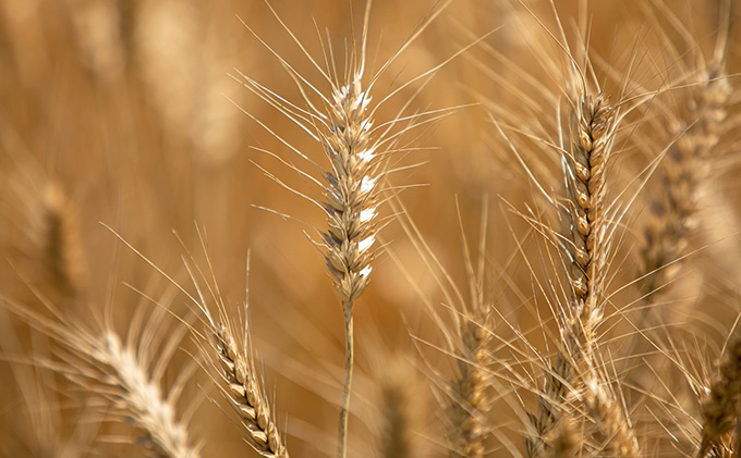 å·å ãã ãã©ã 200gÃ5è¢ïŒã€ãæ±90gÃ5è¢ã€ãïŒååçŠå²¡ äžæåãã©ã éººé¡ å°éºŠè£œå ãããã©ã åäŸ ãæŒ ã©ã³ã ãã£ãã ãã£ã±ã æœãã㊠å°éºŠç² éæã ç°¡å æç 調ç ãµãã»ã®ã