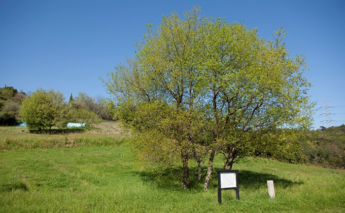 åŸå€æ¥ä» ããªãŒã«ããã»ããïŒååçŒÃå¯é¢šé æµåšïŒ é貚 é£åš ãããã³çšå å³ãã ã·ã³ãã« çŒé
ããŒã« ãã¶ãŒã æç èªç±åºŠ é«ã çŒãç© é£å