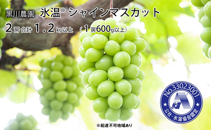 ぶどう 先行予約 氷温(登録商標) シャインマスカット 2房 合計1.2kg以上（1房600g以上） 岡山 黒川農園 2023年 フルーツ 果物 デザート 岡山県産