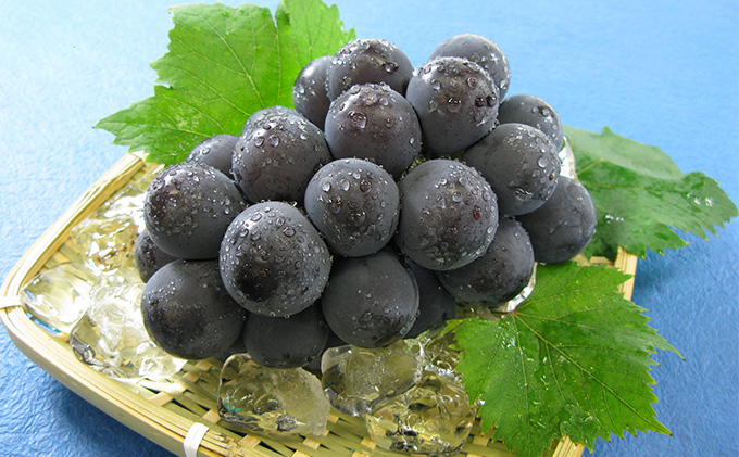 ぶどう 2026年 先行予約 ニュー ピオーネ 1房 600g以上 ブドウ 葡萄  岡山県産 国産 フルーツ 果物 ギフト 環山堂 大粒 種無し 甘い 甘酸っぱさ 人気 香り 高糖度 美しい 贈り物 ギフト 