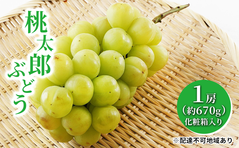 ぶどう 2026年 先行予約 桃太郎 ぶどう 1房（1房約670g）化粧箱入り マスカット ブドウ 葡萄  岡山県産 国産 フルーツ 果物 ギフト 大粒 果実 種無し そのまま 粒ごと 酸味 甘さ 人気