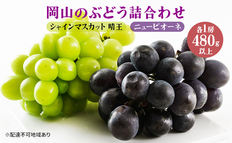 ぶどう 2026年 先行予約 果物 詰合せ ニュー ピオーネ 1房480g以上 シャイン マスカット 晴王 1房 480g以上 化粧箱入り  岡山県産 国産 フルーツ 果物 ギフト 贈答品 フルーツ詰め合わせ 食べ比べ