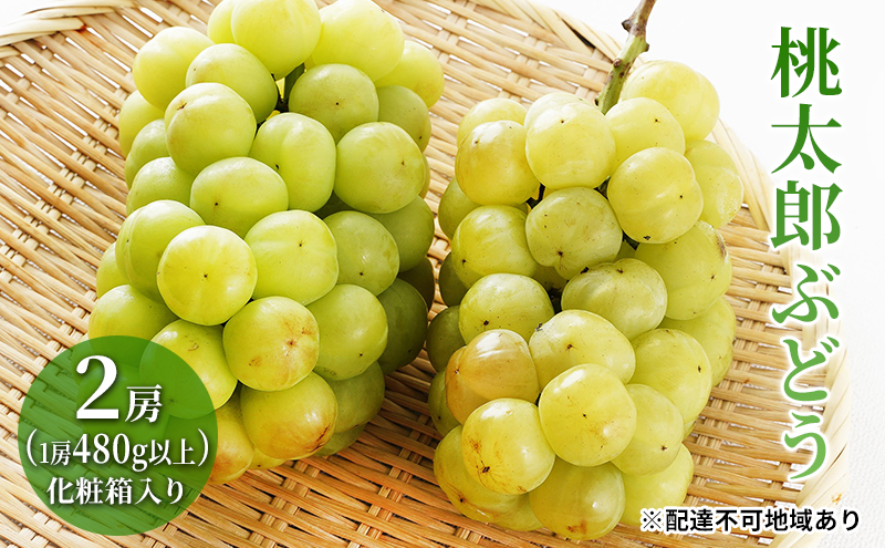 ぶどう 2026年 先行予約 桃太郎 ぶどう 2房（1房480g以上）化粧箱入り ブドウ 葡萄  岡山県産 国産 フルーツ 果物 ギフト 大粒 種なし 果汁たっぷり 酸味 甘さ バランス