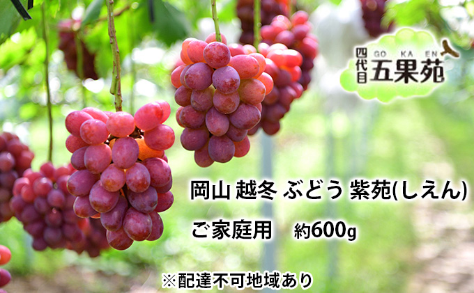 越冬 ぶどう ご家庭用 紫苑 （しえん）約600g   岡山県産 四代目 五果苑 果物 フルーツ デザート 樹上完熟 平均糖度20度 減農薬 種なし 果汁たっぶり