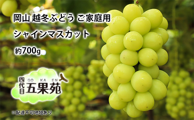 越冬 ぶどう ご家庭用 シャイン マスカット 約700g   岡山県産 四代目 五果苑 果物 フルーツ デザート 樹上 完熟 平均糖度20度 減農薬 種なし 皮ごと