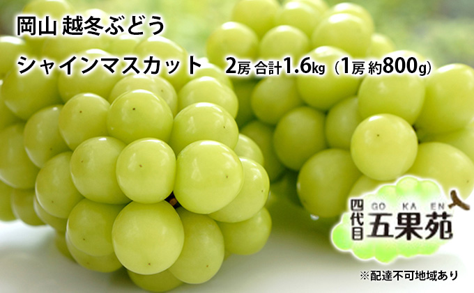 越冬 ぶどう シャイン マスカット 2房 合計1.6kg（1房 約800g）岡山県産 四代目 五果苑 果物 フルーツ デザート 樹上 完熟 平均糖度20度 減農薬 種なし 皮ごと