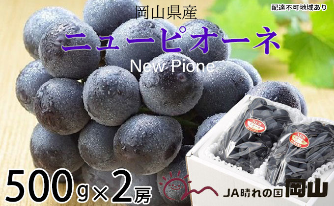 ぶどう 2025年 先行予約 ニュー ピオーネ 約500g×2房 8月下旬～10月上旬発送 ブドウ 葡萄  岡山県産 国産 フルーツ 果物 ギフト 岡山の葡萄 デザート 食後