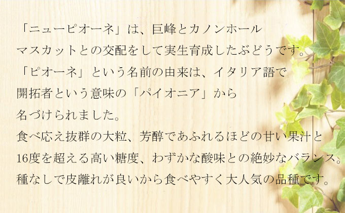 ぶどう 2026年 先行予約 ニュー ピオーネ 3房～6房 約1.5kg 8月下旬～10月上旬発送 ブドウ 葡萄  岡山県産 国産 フルーツ 果物 ギフト 岡山の葡萄 デザート 食後 