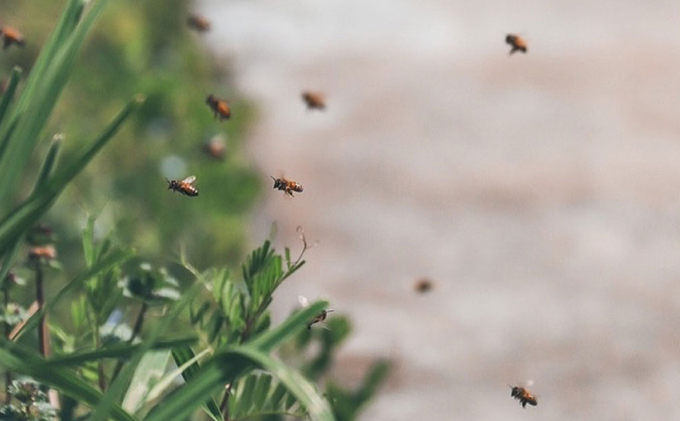 レンゲ はちみつ 3本セット（1本240g）岡山県 瀬戸内市産 石黒農園 上品なコク まろやか 口当たり 爽やか 甘み 柔らかい味わい フルーティー トンガリ容器入り ヨーグルト パン 砂糖の代わり 