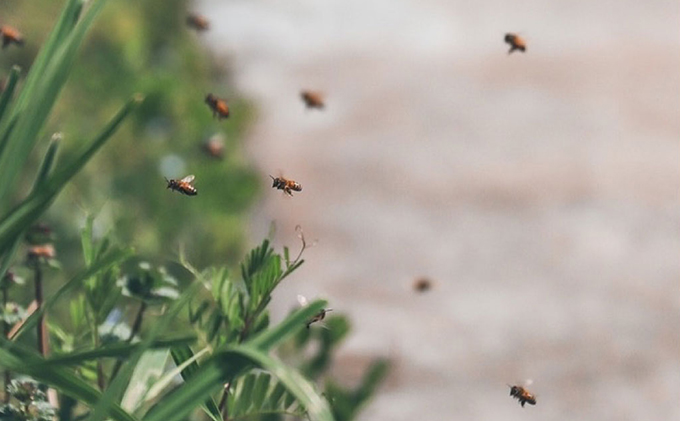 レンゲ 非加熱 はちみつ 2本セット（1本180g）岡山県 瀬戸内市産 石黒農園 ヨーグルト パン 砂糖の代わり レンゲハチミツ 生ハチミツ 非加熱のはちみつ 
