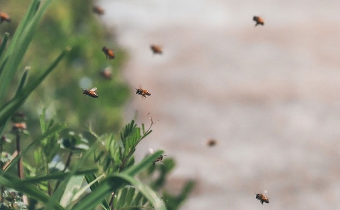 レンゲ はちみつ×1本 240gと 百花 はちみつ×1本 300g のセット 岡山県 瀬戸内市産 石黒農園 コク まろやか 爽やか 甘み 柔らかい味 フルーティー トンガリ容器入り ヨーグルト パン 砂糖の代わり 