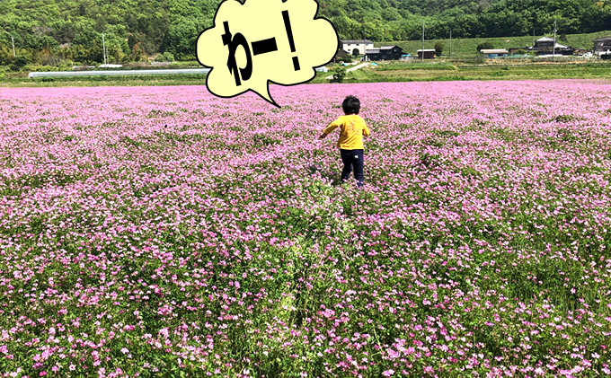 ç¬æžå
åžã®ãããã ãç±³ ãã²ã®ã²ããã 10kgïŒ5kgÃ2è¢ïŒå²¡å±±ç ç¬æžå
åžç£ ç³é»èŸ²å ã飯 éæç±³ çæ°Žåç© çœç±³ ã©ã€ã¹ äž»é£ åé£ ãã«ãã ãåŒåœ ç£å°çŽé