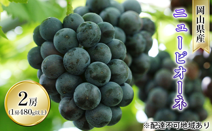 ぶどう 2026年 先行予約 ニュー ピオーネ 2房（1房 480g以上 露地栽培） ブドウ 葡萄  岡山県産 国産 フルーツ 果物 ギフト 岡山の葡萄